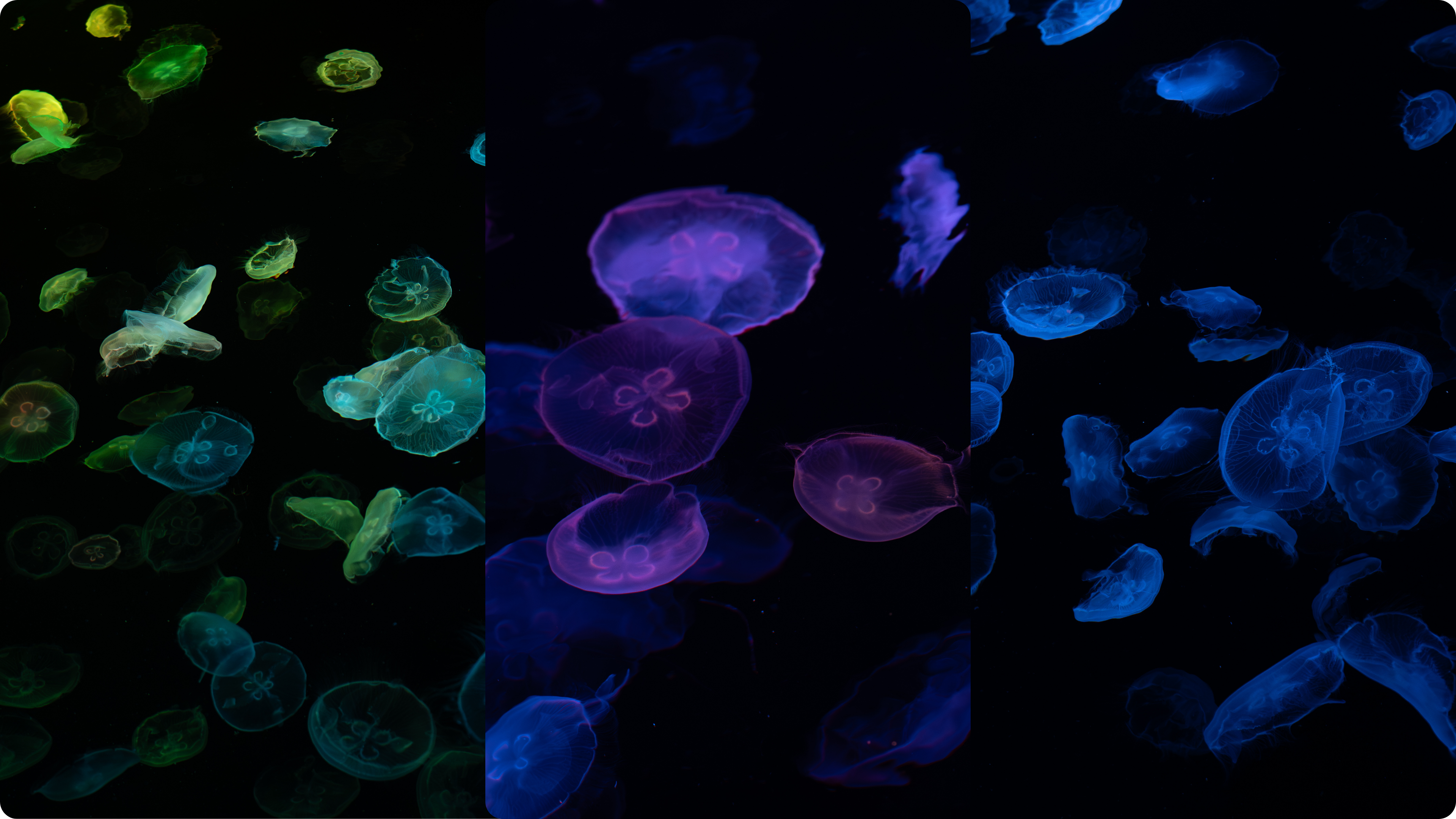 Jellyfish floor with LED lights
