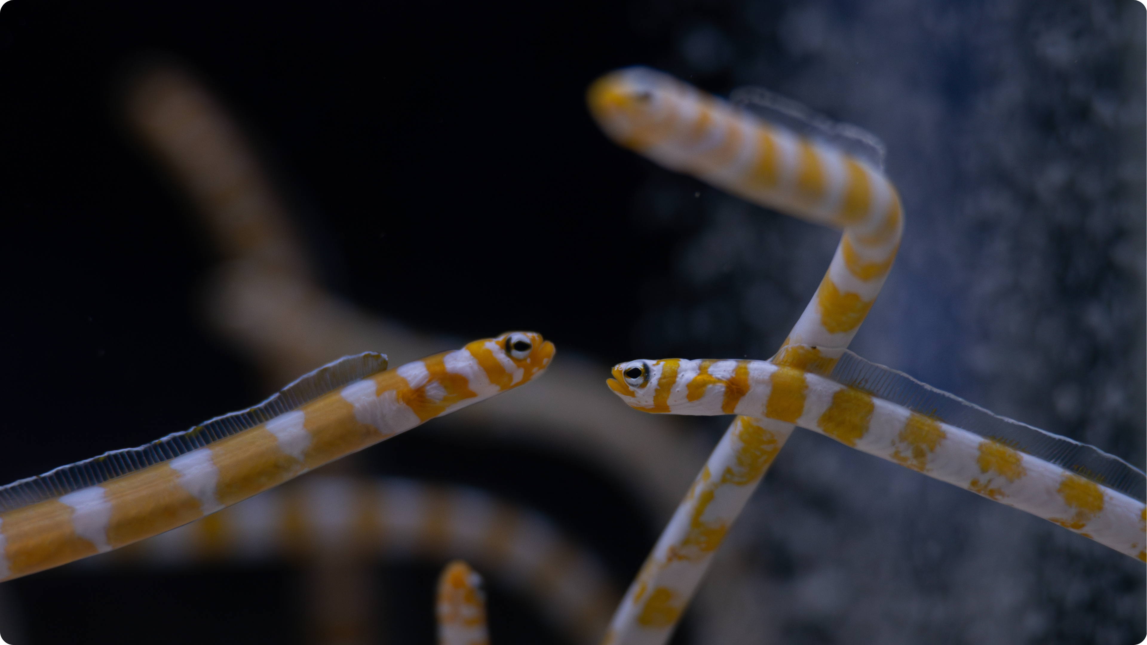Sea Snakes looking at each other